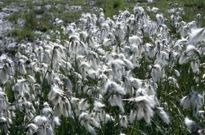 Linaigrette à feuilles étroites © Christian Balais - Parc national de la Vanoise