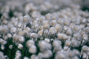 Linaigrette de Scheuchzer © Nathalie Tissot - Parc national de la Vanoise