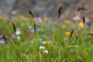 Fléole des Alpes © Vincent Augé - Parc national de la Vanoise