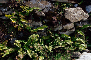 Polystic en fer de lance © Nathalie Tissot - Parc national de la Vanoise