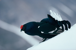 Tétras lyre © Philippe Benoit - Parc national de la Vanoise