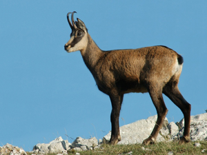 Chamois © 