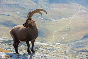 Bouquetin des Alpes © Mathieu Beurier - Parc national de la Vanoise