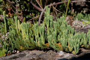 Lycopode des Alpes © Vincent Augé - Parc national de la Vanoise