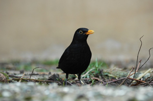 Merle noir © M. Herrmann - Parc national de la Vanoise