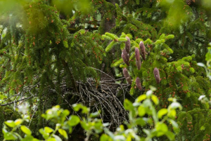 Épicéa commun, Sérente © C. Balais - Parc national de la Vanoise