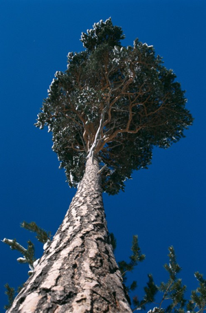 Pin sylvestre © B. Martineau - Parc national de la Vanoise