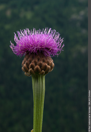 Stemmacanthe de Lamarck © C. Balais - Parc national de la Vanoise