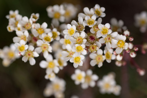 Saxifrage aizoon © M. Herrmann - Parc national de la Vanoise