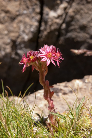 Joubarbe-araignée, Joubarbe à toiles d'araignée © C. Balais - Parc national de la Vanoise
