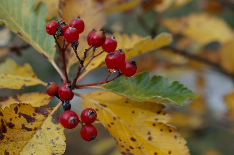 Alouchier, Alisier blanc &copy; R. Barraud - Parc national de la Vanoise
