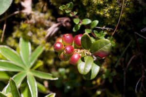Airelle rouge, vigne du mont Ida © M. Herrmann - Parc national de la Vanoise