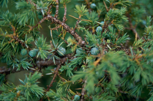 Genévrier commun, Peteron © C. Balais - Parc national de la Vanoise