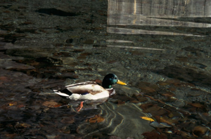 Canard colvert © C. Gotti - Parc national de la Vanoise