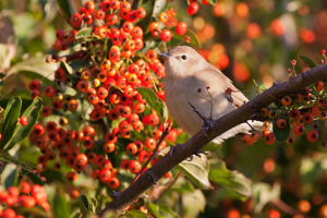 Fauvette des jardins © Pascal Saulay - Parc national des Ecrins