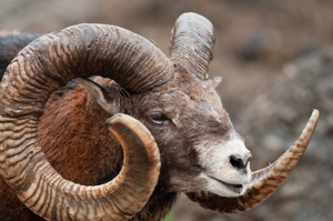 Mouflon de Corse, Mouflon © M. Delorme - Parc national de la Vanoise