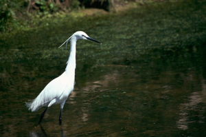 Aigrette garzette © L. Imberdis - Parc national de la Vanoise