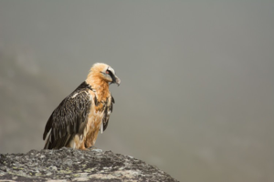 Gypaète barbu © M. Beurier - Parc national de la Vanoise