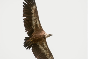 Vautour fauve © M. Beurier - Parc national de la Vanoise