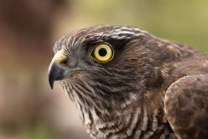 Épervier d'Europe © M. Herrmann - Parc national de la Vanoise