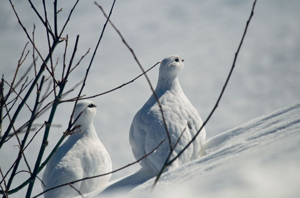 Lagopède alpin © L. Imberdis - Parc national de la Vanoise