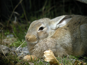 Lapin de garenne © Damien Combrisson - Parc national des Ecrins
