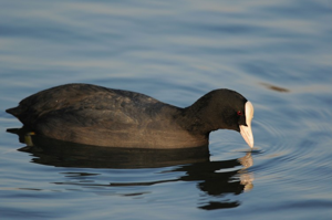 Foulque macroule © M. Herrmann - Parc national de la Vanoise