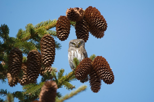 Chouette chevêchette, Chevêchette d'Europe © M. Herrmann - Parc national de la Vanoise
