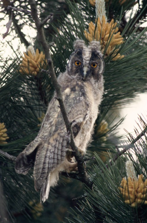 Hibou moyen-duc © C. Gotti - Parc national de la Vanoise
