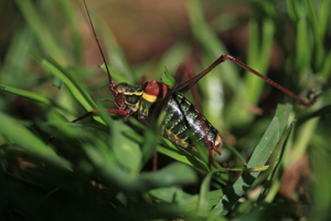 Barbitiste des bois © Marc Corail - Parc national des Ecrins