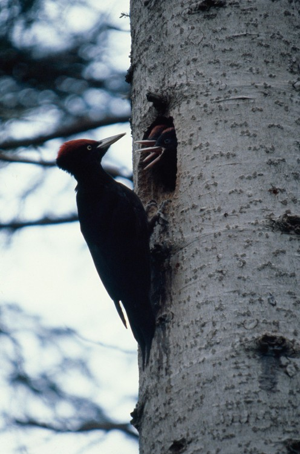 Pic noir © M. Mollard - Parc national de la Vanoise