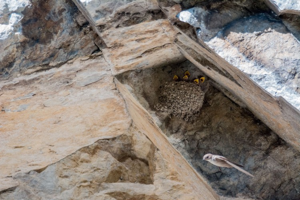 Hirondelle de rochers © M. Beurier - Parc national de la Vanoise