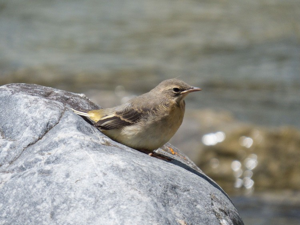 Bergeronnette des ruisseaux © L. Poulet - Parc national de la Vanoise