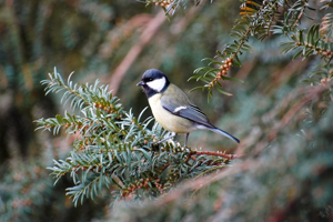 Mésange charbonnière © M. Herrmann - Parc national de la Vanoise