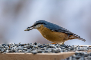 Sittelle torchepot © M. Herrmann - Parc national de la Vanoise