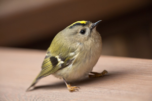Roitelet huppé © J-Y. Ployer - Parc national de la Vanoise