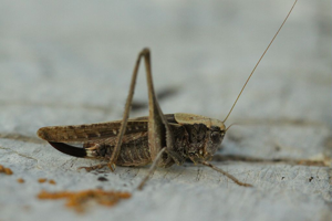 Decticelle grisâtre - Femelle © Donovan Maillard - Parc national des Ecrins