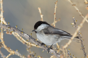 Mésange boréale © J-Y. Ployer - Parc national de la Vanoise