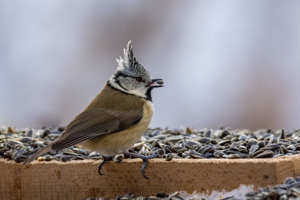 Mésange huppée © M. Herrmann - Parc national de la Vanoise