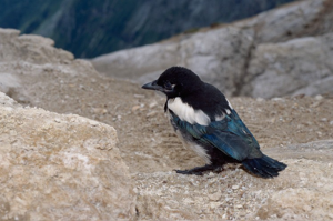 Pie bavarde © C. Gotti - Parc national de la Vanoise