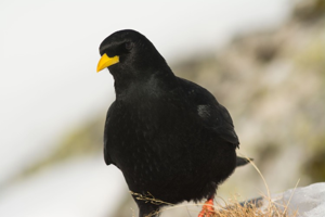 Chocard à bec jaune © S. Brégeon - Parc national de la Vanoise