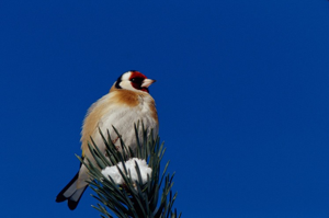 Chardonneret élégant © A. Garnier - Parc national de la Vanoise