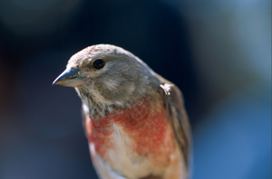 Linotte mélodieuse © J. Blanchemain - Parc national de la Vanoise