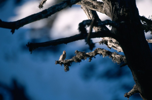 Sizerin flammé © L. Imberdis - Parc national de la Vanoise