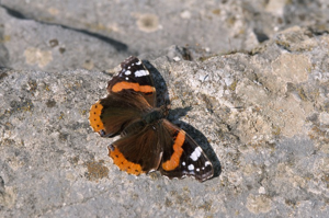 Vulcain (Le), Amiral (L'), Vanesse Vulcain (La), Chiffre (Le), Atalante (L') © J. Blanchemain - Parc national de la Vanoise