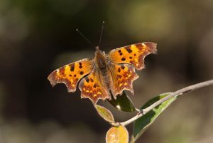 Gamma (Le), Robert-le-diable (Le), C-blanc (Le), Dentelle (La), Vanesse Gamma (La), Papillon-C (Le) © J. Blanchemain - Parc national de la Vanoise