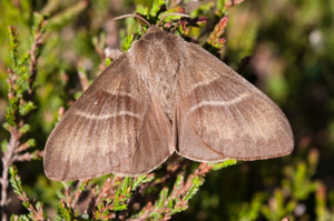 Bombyx de la Ronce (Le), Polyphage (La) © V. Augé - Parc national de la Vanoise