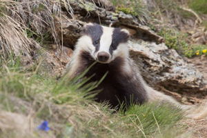 Blaireau européen © J-Y. Ployer - Parc national de la Vanoise
