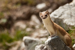 Hermine © M. Beurier - Parc national de la Vanoise