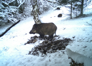Sanglier © Parc National de la Vanoise - Parc national de la Vanoise